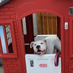 Perspective Brewing - Even Frankie appreciates Perspective.
