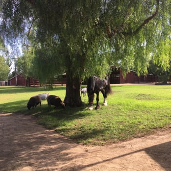Rancho Los Alamitos - Animals on the property - Landmarks & Historical Buildings Near Me - Long Beach, California Rancho Los Alamitos - Animals on the property - Landmarks & Historical Buildings Near Me - Long Beach, California