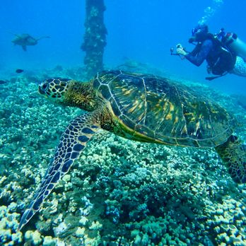 Dive Maui - Scuba Diving Near Me - Lahaina, Hawaii