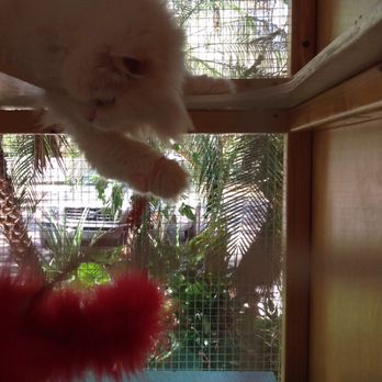 A Country Cat House - My Princess, having playtime with staff..get that birdie! - Pet Sitting Near Me - Riverview, Florida A Country Cat House - My Princess, having playtime with staff..get that birdie! - Pet Sitting Near Me - Riverview, Florida