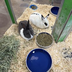 Pratt's Pets - Mesa - Bunnies