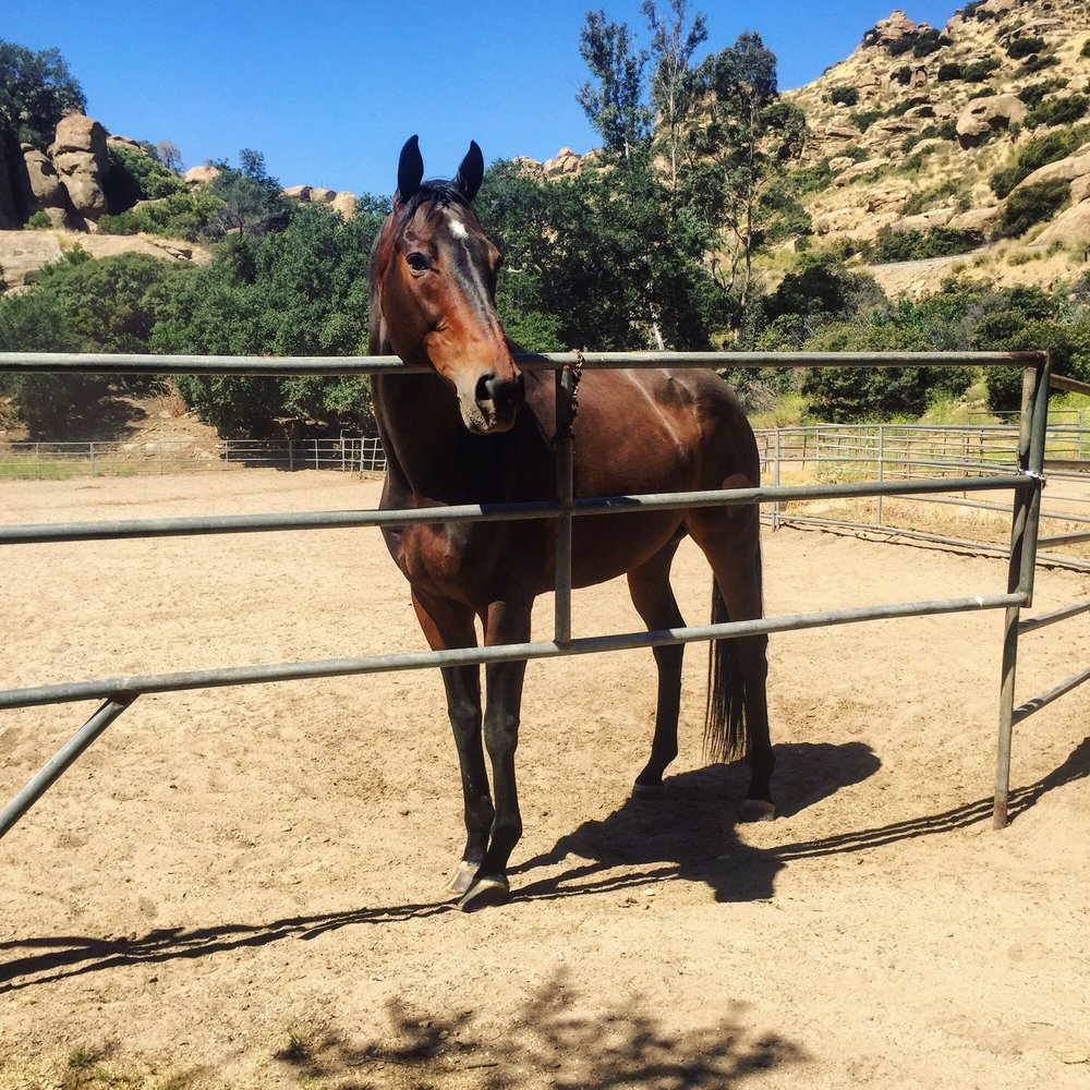 Randy Cano Training Stables - Horseback Riding Near Me - Chatsworth, California Randy Cano Training Stables - Horseback Riding Near Me - Chatsworth, California