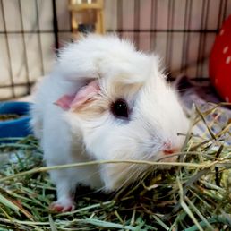 This is Chai This is Chai