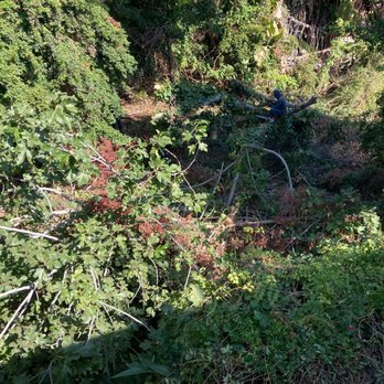 White Valley Tree Services - Before - Tree Services Near Me - pasadena , California White Valley Tree Services - Before - Tree Services Near Me - pasadena , California