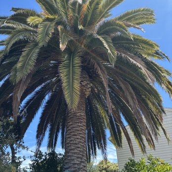 MS Tree Services - Palm tree to be trimmed - Tree Services Near Me - Vallejo, California MS Tree Services - Palm tree to be trimmed - Tree Services Near Me - Vallejo, California