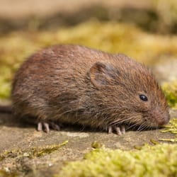 Animal Damage Management