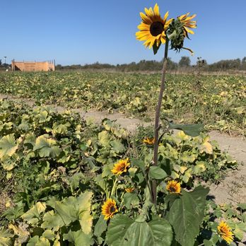 Santa Rosa Pumpkin Patch - Pumpkin Patches Near Me - Santa Rosa, California Santa Rosa Pumpkin Patch - Pumpkin Patches Near Me - Santa Rosa, California
