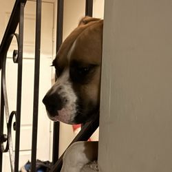 R&R Pet Lifestyle and Supply