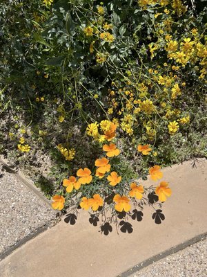 Tohono Chul | Gardens, Galleries, and Bistro by null