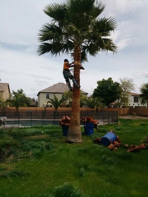 Tree Trimming and Maintenance - Tree Trimming and Maintenance Tree Trimming and Maintenance - Tree Trimming and Maintenance