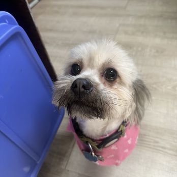Bayou Pups Playland & Spa - - - Pet Boarding Near Me - Baker, Louisiana Bayou Pups Playland & Spa - - - Pet Boarding Near Me - Baker, Louisiana