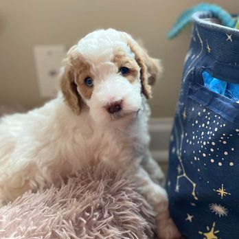 Golden Paw Puppies - Pet Breeders Near Me - Gobles, Michigan Golden Paw Puppies - Pet Breeders Near Me - Gobles, Michigan