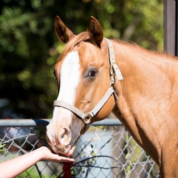 All Seasons Horse Riding - Horseback Riding Near Me - Pleasanton, California All Seasons Horse Riding - Horseback Riding Near Me - Pleasanton, California