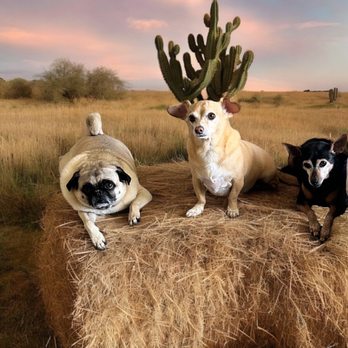 Twisted paws grooming - Pet Groomers Near Me Twisted paws grooming - Pet Groomers Near Me