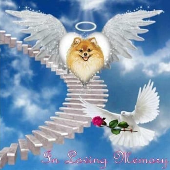 Emergency Veterinary Hospital - Veterinarians Near Me - Springfield, Oregon Emergency Veterinary Hospital - Veterinarians Near Me - Springfield, Oregon