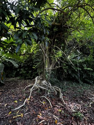 The Kampong, National Tropical Botanical Garden by null