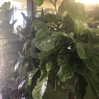 Wegman's Nursery - Fiddle leaf fig. Notice the edge of the leaves. - Nurseries & Gardening Near Me - Redwood City, California Wegman's Nursery - Fiddle leaf fig. Notice the edge of the leaves. - Nurseries & Gardening Near Me - Redwood City, California