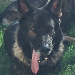 Companion Veterinary Clinic - Ozzy aka "Moose"