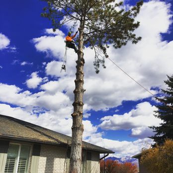 Elevation Tree Service & Landscaping - Pine Tree Removal, Twin Falls, Idaho - Tree Services Near Me