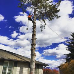 Elevation Tree Service & Landscaping - Pine Tree Removal, Twin Falls, Idaho