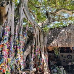 The Bodhi Wishtree