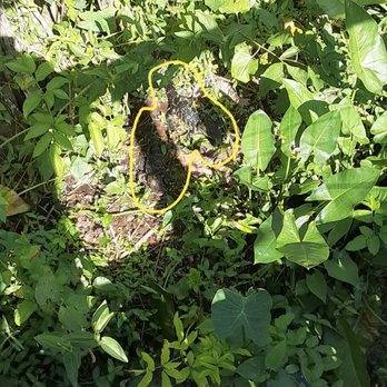 Oakland Nature Preserve - Great camo for these two baby gators! - Parks Near Me - Oakland, Florida Oakland Nature Preserve - Great camo for these two baby gators! - Parks Near Me - Oakland, Florida