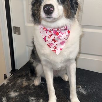 Wagging Tails - Pet Groomers Near Me Wagging Tails - Pet Groomers Near Me