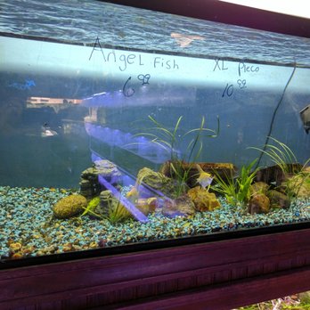 Atlantis Fish Shoppe - Pet Stores Near Me - Clawson, Michigan Atlantis Fish Shoppe - Pet Stores Near Me - Clawson, Michigan