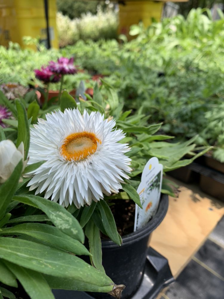 BOYER GREENHOUSE 25 Photos 135 N McLean Rd, Durant, Oklahoma