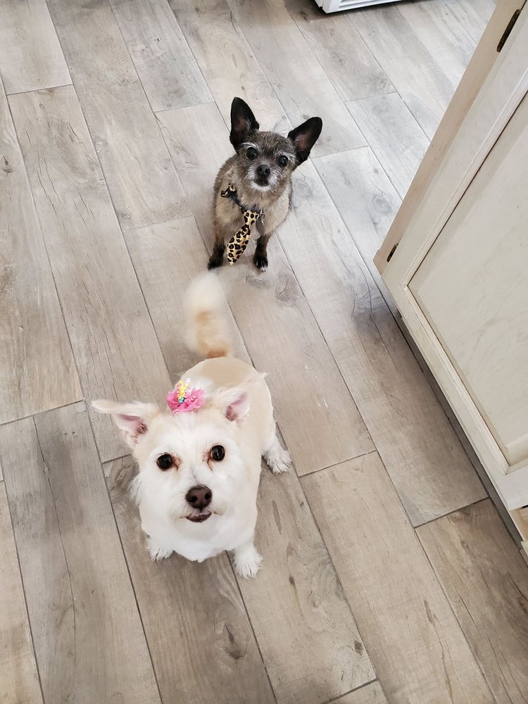 PAMPERED PUPPIES PET GROOMING Updated August 2024 66 Photos & 26 Reviews Victorville