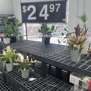 Walmart Supercenter - Terrible plant care - Department Stores Near Me - Sacramento, California Walmart Supercenter - Terrible plant care - Department Stores Near Me - Sacramento, California