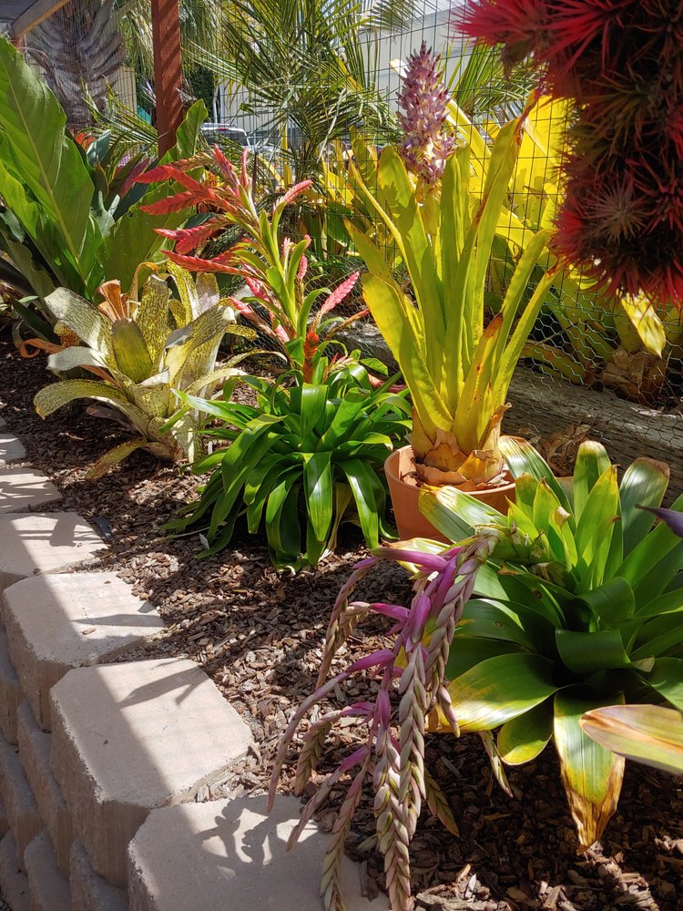 BIRD ROCK TROPICALS 13 Photos 221 Princehouse Ln, Encinitas