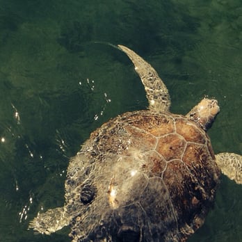 The Turtle Hospital - Turtle in rehab - Veterinarians Near Me - Marathon, Florida The Turtle Hospital - Turtle in rehab - Veterinarians Near Me - Marathon, Florida