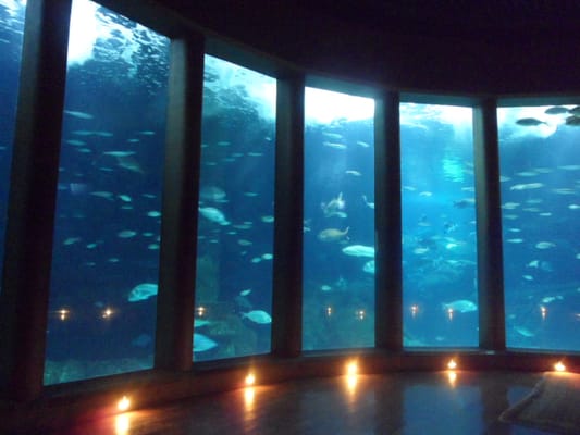 Aquarium Finisterrae by null