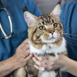California Pet Hospital