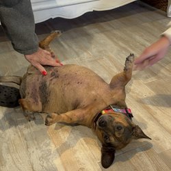 $10 Jewelry - The beloved store dog, Taco Bell
