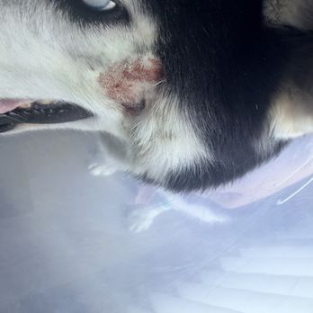Doggie District - Hot spot on my dogs cheek - Pet Groomers Near Me - Las Vegas, Nevada