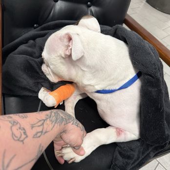 VEG ER for Pets - Emergency Pet Hospital Near Me - Henderson, Nevada VEG ER for Pets - Emergency Pet Hospital Near Me - Henderson, Nevada