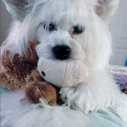 CVCA Cardiac Care For Pets - Jackson