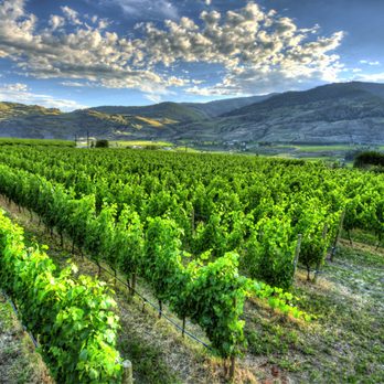 Bartier Bros - rows of vines in a vineyard - Wineries Near Me - Oliver, British Columbia Bartier Bros - rows of vines in a vineyard - Wineries Near Me - Oliver, British Columbia