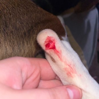 Chapin Veterinary Hospital - This honeys leg when it first happened. This is why we took her to the vet. - Veterinarians Near Me - Chapin, South Carolina Chapin Veterinary Hospital - This honeys leg when it first happened. This is why we took her to the vet. - Veterinarians Near Me - Chapin, South Carolina