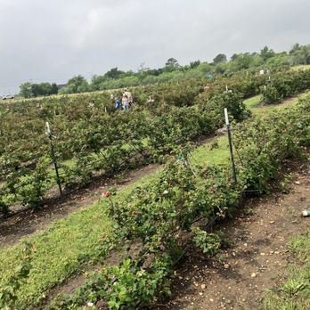 Omi’s Blackberry Farm - More views of the berry rows - Pick Your Own Farms Near Me - Paige, Texas Omi’s Blackberry Farm - More views of the berry rows - Pick Your Own Farms Near Me - Paige, Texas