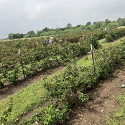 Omi’s Blackberry Farm - More views of the berry rows