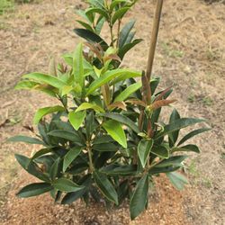 Nurseries Caroliniana - This fudingzhu plant has been loving life and growing like crazy after a few months of being transplanted.