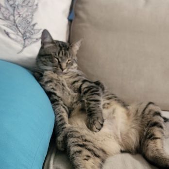 360 Animal Training and Behaviour - Yang with a happy belly after training - Pet Training Near Me 360 Animal Training and Behaviour - Yang with a happy belly after training - Pet Training Near Me