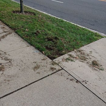 Tree Health - Tree Services Near Me - Hicksville, New York Tree Health - Tree Services Near Me - Hicksville, New York