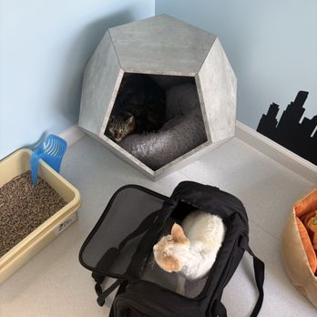 Happy Cat Hotel & Spa - Pet Boarding Near Me - Mount Laurel Township, New Jersey