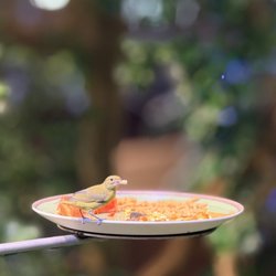 California Academy of Sciences - osher rainforest: female Violaceous euphonia (09/2026)