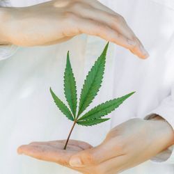 White Lotus Massage Therapy - Offering full spectrum CBD massage