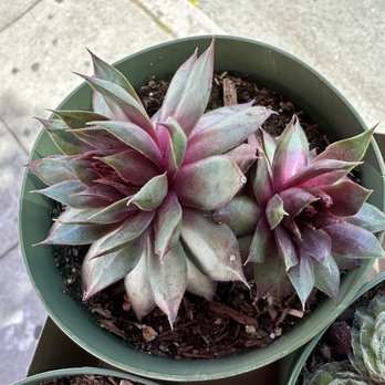 Flora Grubb Gardens - Emerald - Nurseries & Gardening Near Me - San Francisco, California